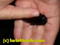 /home//u458753944/public_html/sourcegallery//Insects and small critters/roaches (Blattodea)/DSCN1931.JPG